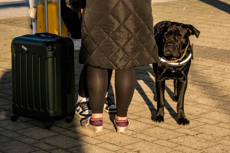 Les indispensables à emporter dans votre valise pour un voyage réussi